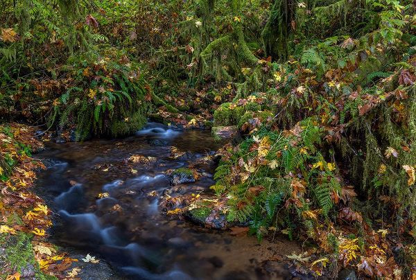 Haney, Chuck 아티스트의 Munson Creek Falls State Natural Site in autumn near Tillamook-Oregon-USA작품입니다.